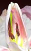 Zoey's Birth Lily I